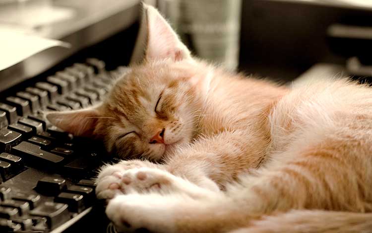 Résultat de recherche d'images pour gatos durmiendo en lugares raros